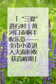 “三夏”进行时｜黄河口奏响丰收乐章——全市小麦进入大面积收获高峰期