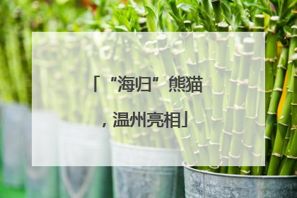 “海归”熊猫，温州亮相