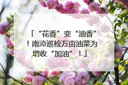 “花香”变“油香”！南漳巡检万亩油菜为增收“加油”！
