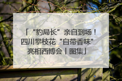 “豹局长”亲自到场！四川攀枝花“自带香味”亮相西博会丨图集