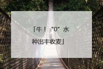 牛！“0”水种出丰收麦