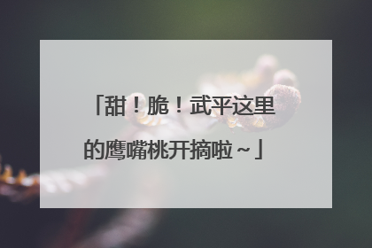 甜！脆！武平这里的鹰嘴桃开摘啦～