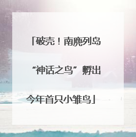 破壳！南麂列岛“神话之鸟”孵出今年首只小雏鸟
