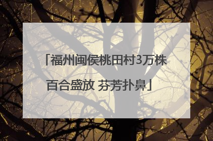 福州闽侯桃田村3万株百合盛放 芬芳扑鼻