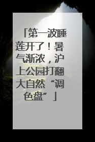 第一波睡莲开了！暑气渐浓，沪上公园打翻大自然“调色盘”