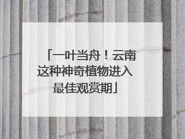 一叶当舟！云南这种神奇植物进入最佳观赏期