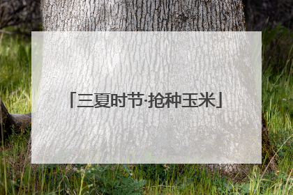 三夏时节·抢种玉米