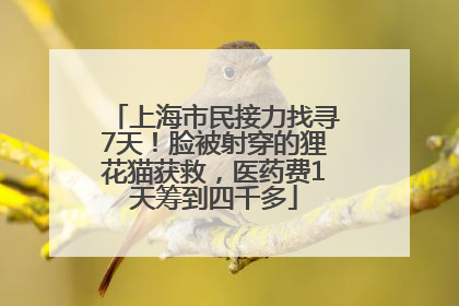 上海市民接力找寻7天！脸被射穿的狸花猫获救，医药费1天筹到四千多