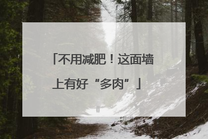 不用减肥！这面墙上有好“多肉”