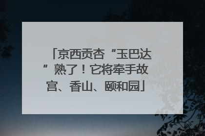 京西贡杏“玉巴达”熟了！它将牵手故宫、香山、颐和园