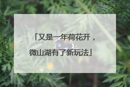 又是一年荷花开，微山湖有了新玩法