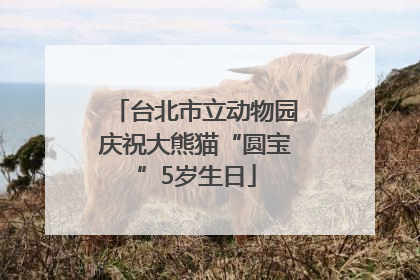 台北市立动物园庆祝大熊猫“圆宝”5岁生日