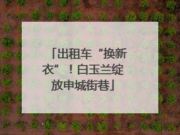 出租车“换新衣”！白玉兰绽放申城街巷