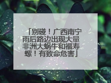 别碰！广西南宁雨后路边出现大量非洲大蜗牛和福寿螺！有致命危害