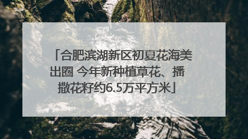 合肥滨湖新区初夏花海美出圈 今年新种植草花、播撒花籽约6.5万平方米