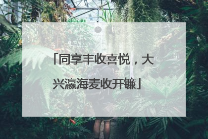 同享丰收喜悦，大兴瀛海麦收开镰