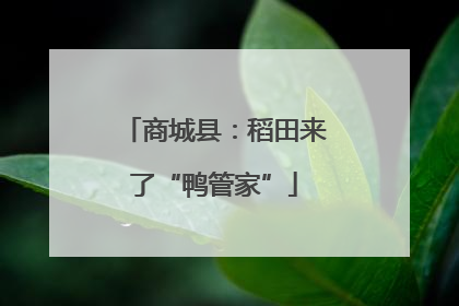 商城县：稻田来了“鸭管家”