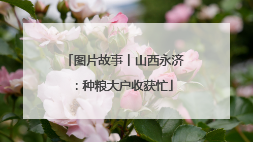 图片故事丨山西永济：种粮大户收获忙
