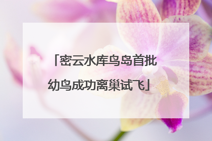 密云水库鸟岛首批幼鸟成功离巢试飞