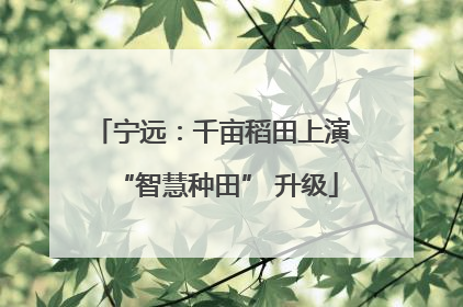 宁远：千亩稻田上演 “智慧种田” 升级