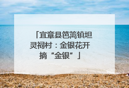 宜章县笆篱镇坦灵祠村：金银花开摘“金银”