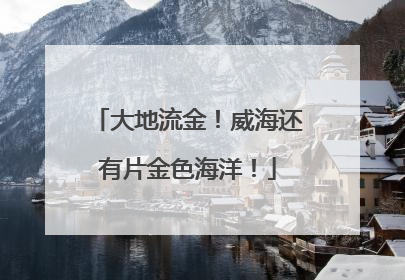 大地流金！威海还有片金色海洋！