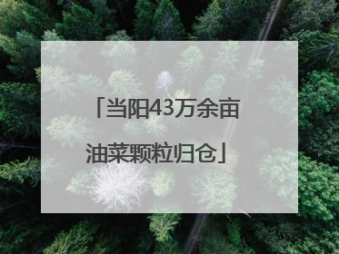 当阳43万余亩油菜颗粒归仓