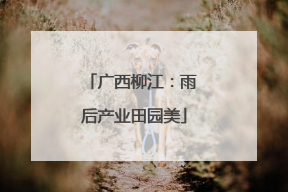 广西柳江：雨后产业田园美