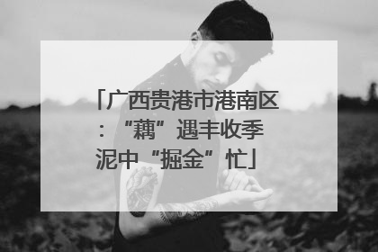 广西贵港市港南区：“藕”遇丰收季 泥中“掘金”忙