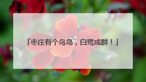 枣庄有个鸟岛，白鹭成群！