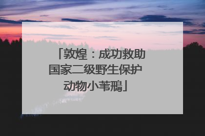 敦煌：成功救助国家二级野生保护动物小苇鳽