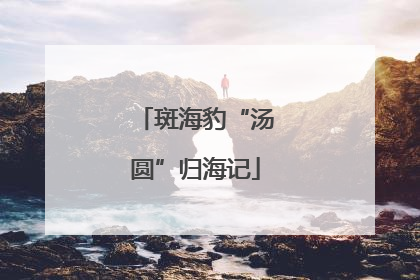 斑海豹“汤圆”归海记
