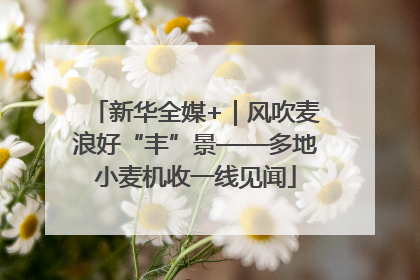 新华全媒+｜风吹麦浪好“丰”景——多地小麦机收一线见闻