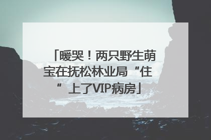 暖哭！两只野生萌宝在抚松林业局“住”上了VIP病房