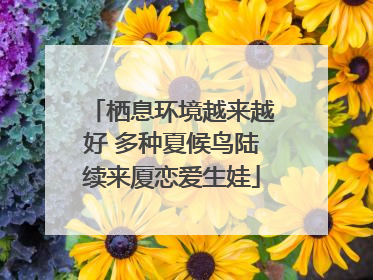 栖息环境越来越好 多种夏候鸟陆续来厦恋爱生娃