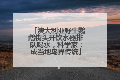 澳大利亚野生鹦鹉街头开饮水器排队喝水，科学家：成当地鸟界传统