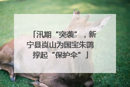 汛期“突袭”，新宁县崀山为国宝朱鹮撑起“保护伞”