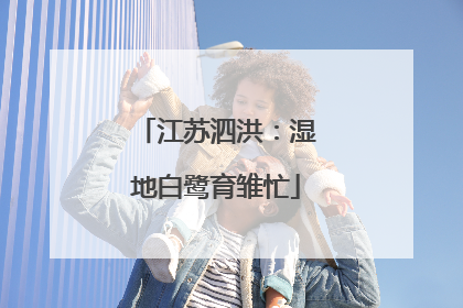 江苏泗洪：湿地白鹭育雏忙