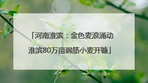 河南淮滨：金色麦浪涌动 淮滨80万亩弱筋小麦开镰
