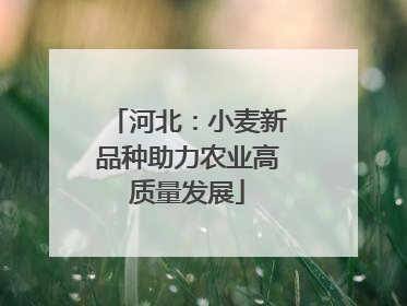 河北：小麦新品种助力农业高质量发展