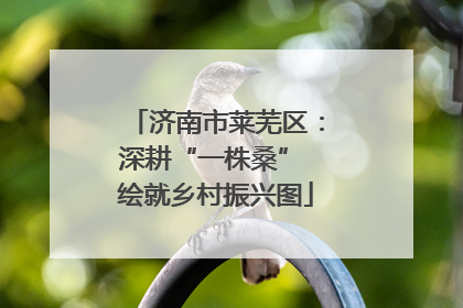 济南市莱芜区：深耕“一株桑” 绘就乡村振兴图