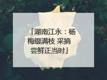 湖南江永：杨梅缀满枝 采摘尝鲜正当时