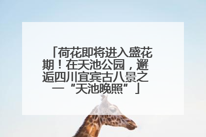 荷花即将进入盛花期！在天池公园，邂逅四川宜宾古八景之一“天池晚照”
