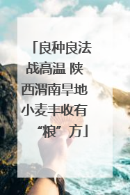 良种良法战高温 陕西渭南旱地小麦丰收有“粮”方