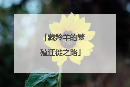 藏羚羊的繁殖迁徙之路