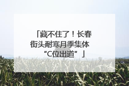 藏不住了！长春街头耐寒月季集体“C位出道”