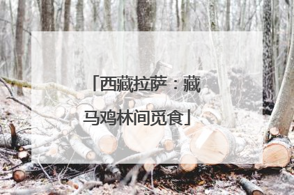 西藏拉萨：藏马鸡林间觅食