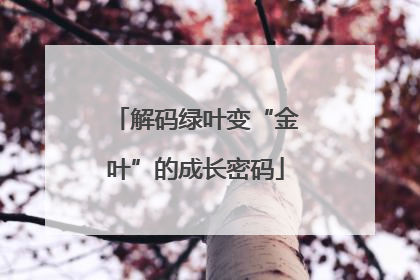 解码绿叶变“金叶”的成长密码