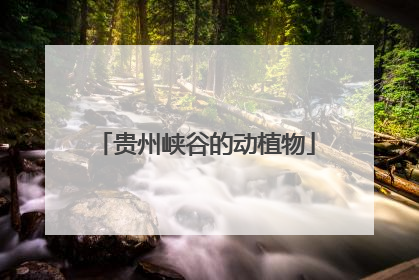 贵州峡谷的动植物