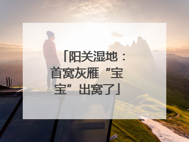 阳关湿地：首窝灰雁“宝宝”出窝了